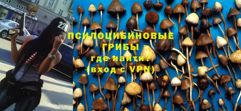 KRAKEN ссылка  Нарткала  Псилоцибиновые грибы MAGIC MUSHROOMS 